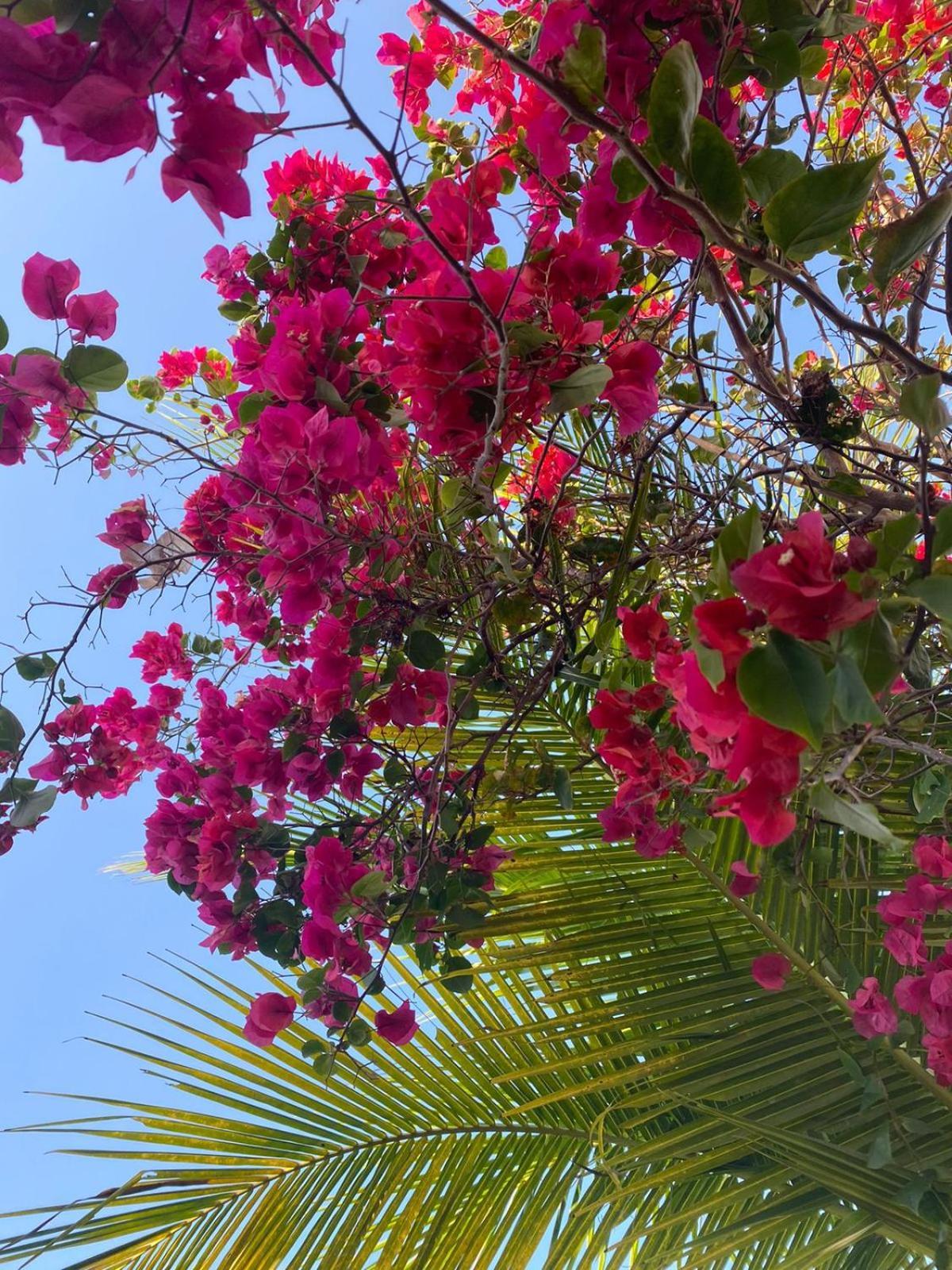 Moreira'S Paradise 泰巴 外观 照片